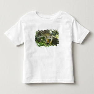 Vanlig dödskalleapa, (Saimiri sciureus), Rio Tee