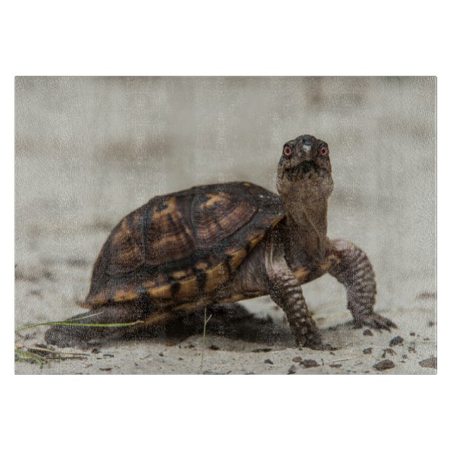 Vanlig dosköldpadda (Framsidan)
