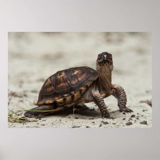 Vanlig dosköldpadda poster (Framsidan)