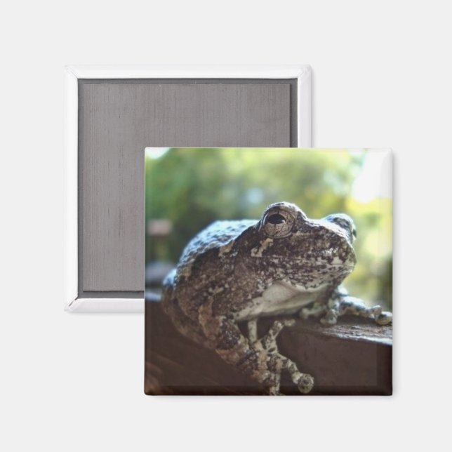 Vanlig Grått Träd Frog Resten på en mur Magnet (Front/Back)