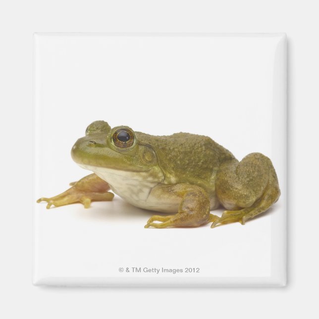 Vanlig Grönt Frog Magnet (Framsidan)