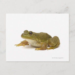 Vanlig Grönt Frog Vykort