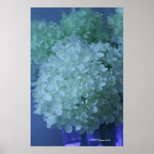 Vanlig hortensia 11 poster