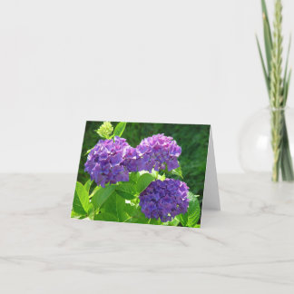 Vanlig hortensia 2 kort