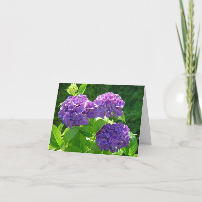 Vanlig hortensia 2 kort (Framsida)