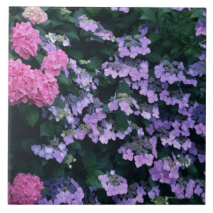 Vanlig hortensia 3 kakelplatta