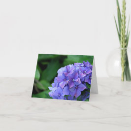 Vanlig hortensia 6893 kort