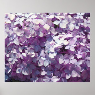 Vanlig hortensia beskådar poster