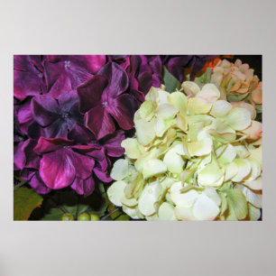 Vanlig hortensia blommar i mörk lilor & vit poster