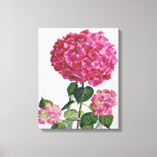 Vanlig hortensia canvastryck