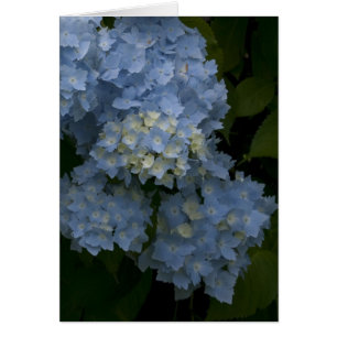 Vanlig hortensia hälsningskort