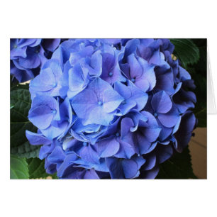 Vanlig hortensia hälsningskort