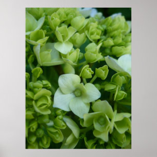 Vanlig hortensia i grönt poster