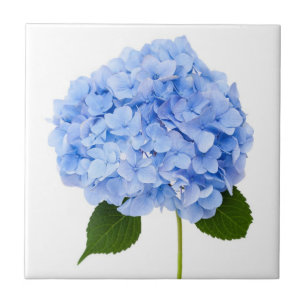 Vanlig hortensia kakelplatta
