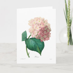 Vanlig hortensia kort