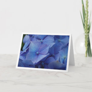 Vanlig hortensia kort