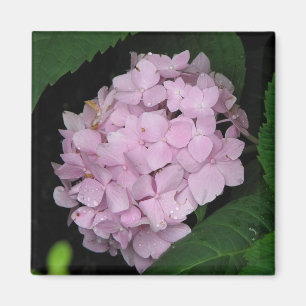 Vanlig hortensia magnet