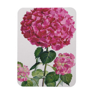 Vanlig hortensia magnet