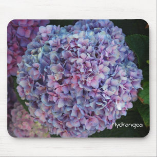 Vanlig hortensia musmatta