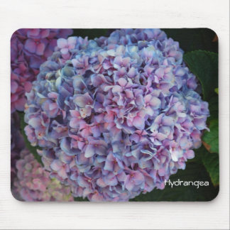 Vanlig hortensia musmatta