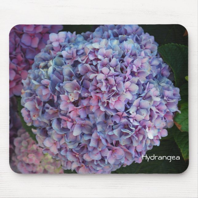 Vanlig hortensia musmatta (Framsidan)
