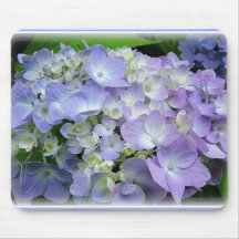 Vanlig hortensia