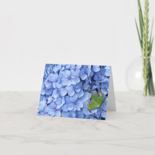 Vanlig hortensia noterar kortet kort