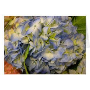 Vanlig hortensia OBS kort