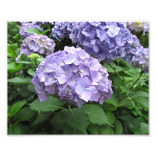 Vanlig hortensia på Trebah trädgårdar, Cornwall Fototryck