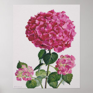 Vanlig hortensia poster