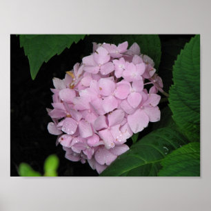 Vanlig hortensia poster