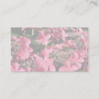 Vanlig hortensia. Rosa blommor. Mjuka
