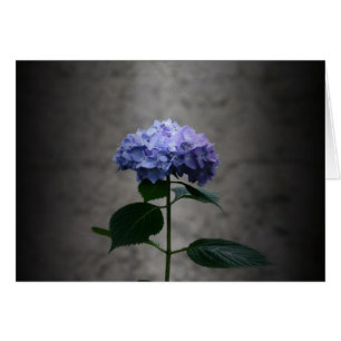 "vanlig hortensia" vid Larry Coressel Hälsningskort
