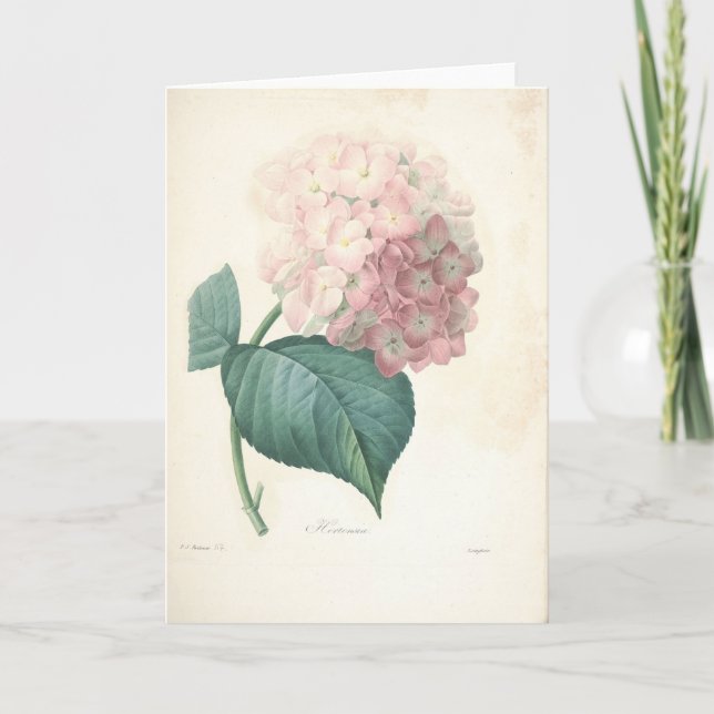 Vanlig hortensia vid Redoute det botaniska Kort (Framsida)