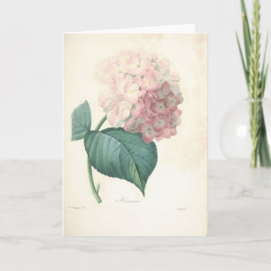 Vanlig hortensia vid Redoute det botaniska Kort