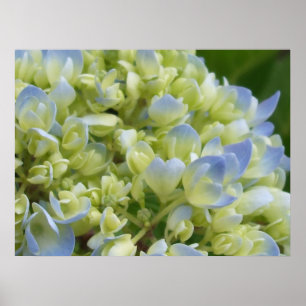 Vanlig hortensiatryck poster
