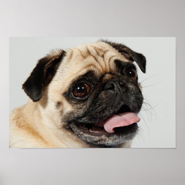 vänlig hund poster (Framsidan)