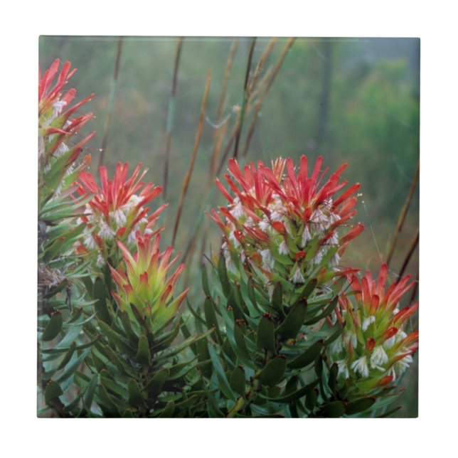 Vanlig Mimetes (Mimetes Cucullatus) Kakelplatta (Framsidan)