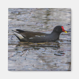 Vanlig moorhen magnet