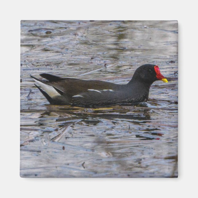 Vanlig moorhen magnet (Framsidan)