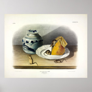 Vanlig mus, husmus, musulus av Audubon Poster