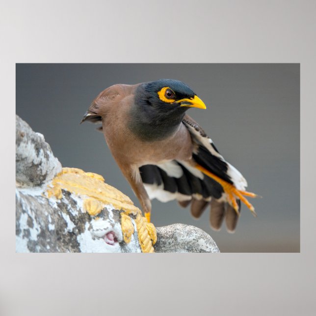 Vanlig myna poster (Framsidan)