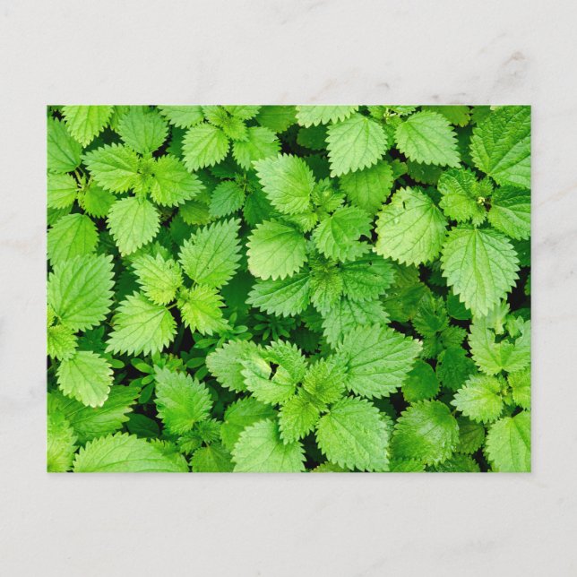 Vanlig näsduk vykort (Framsida)