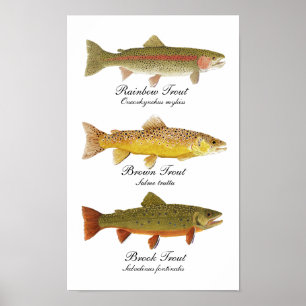 Vanlig regnbågsbild Poster
