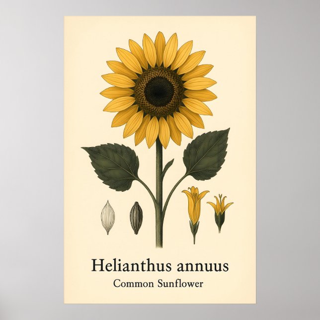 Vanlig solrosväxt A2 A3 A4 Matt Konsttryck Poster (Framsidan)