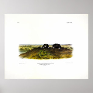 Vanlig stjärnosmol (Condylura Cristata) Audubon Poster