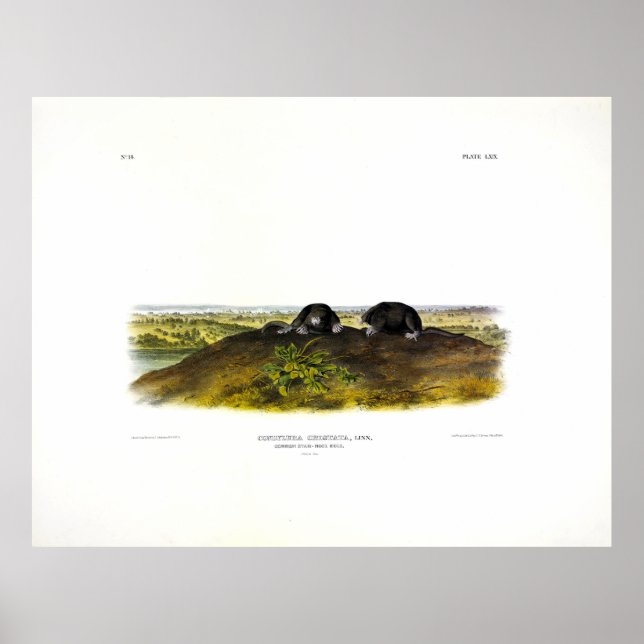 Vanlig stjärnosmol (Condylura Cristata) Audubon Poster (Framsidan)