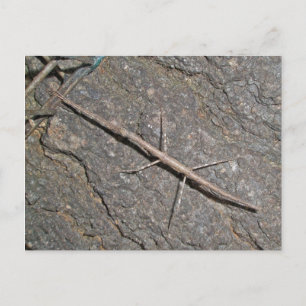 Vanlig vandringssticka (Diapheromera femorata) Art Vykort