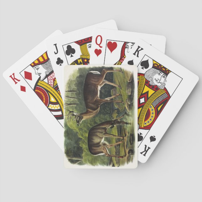 Vanlig (vit) Hjort - Kvadroner av Audubon Casinokort (Baksidan)