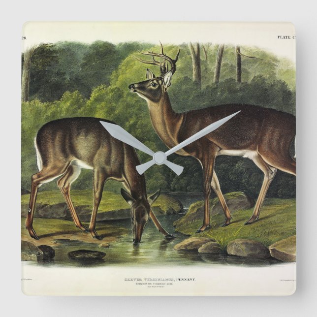 Vanlig (vit) Hjort - Kvadroner av Audubon Fyrkantig Klocka (Framsida)